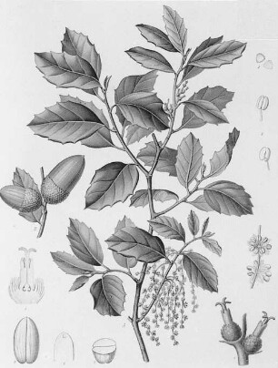 Korkeichen (Quercus suber), farbig : Geographie | Wirtschaftsgeographie | Gerb-, Flecht- und Papierstoffe liefernde Pflanzen | Gerbstoffe, Flechtstoffe und Fasern, Papierstoffe liefernde Pflanzen