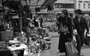 Verkauf der ersten Frühlingsblumen