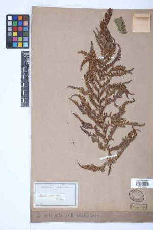 Alsophila villosa (Willd.) Desv.