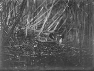 Haubentaucher : Haubentaucher (Podiceps cristatus Linnaeus) beim Brüten.