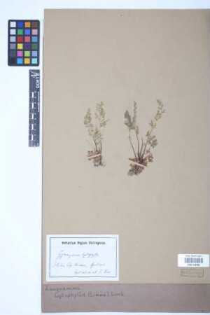 Anogramma leptophylla (L.) Link