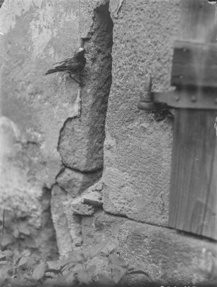Gartenrotschwanz : Rochlitzer Berg, Gartenrotschwanz (Phoenicurus phoenicurus L.) an der Nisthöhle.