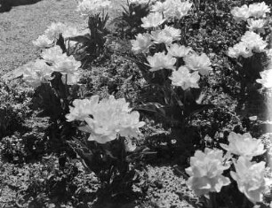 Konstanz-Litzelstetten. Insel Mainau. Schloßpark. Beet mit gefüllten Tulpen?