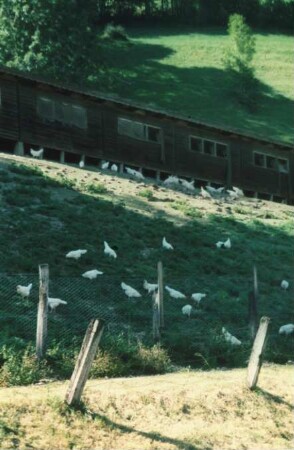 Fotografie: Tierproduktionsverfahren, Weidehaltung, Geflügel, Legehenne, Legehennenhaltung
