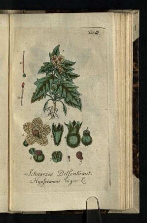 Tab. III.: Schwarzes Bilsenkraut. Hyosciamus niger L.