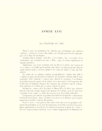 Annexe XXVI. La culture du thé