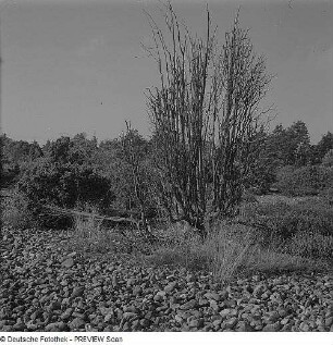 Bei Neu Mukran. Naturschutzgebiet Schmale Heide: Feuersteinfelder