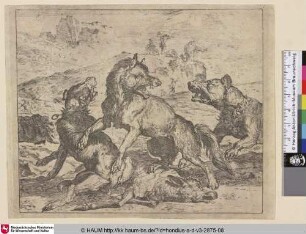 [Ein Wolf kämpft mit zwei Hunden; A Wolf Persued bei Two Dogs]