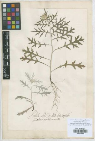 Scabiosa