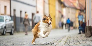 Lassie - Eine abenteuerliche Reise