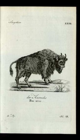 No 41. der Auerochs Bos urus.