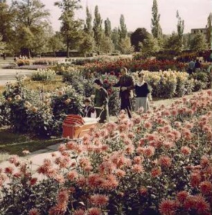 Dresden. Spaziergänger im Großen Garten