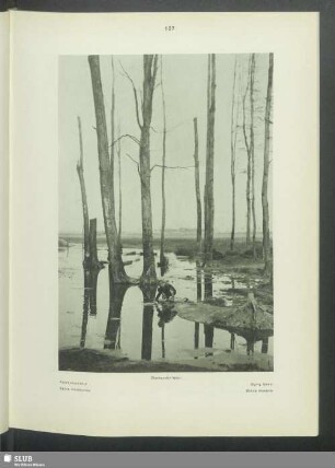 Sterbender Wald