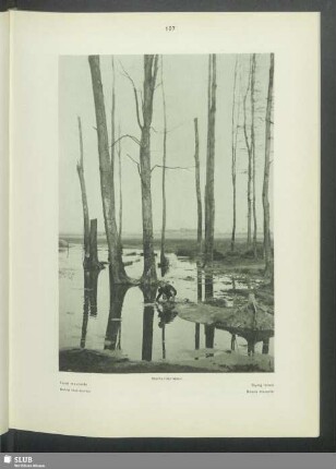 Sterbender Wald