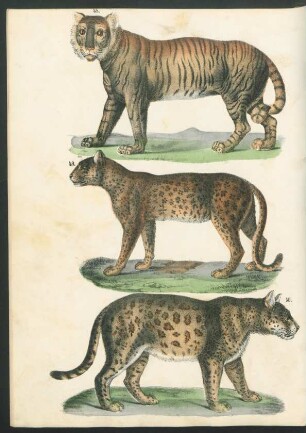 Tafel: [Fig. 48.-56.]