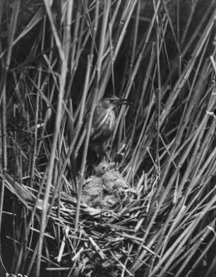 Zwergdommel : Zwergdommel (Ixobrychus minutus Linnaeus) im Nest mit Jungvögeln.