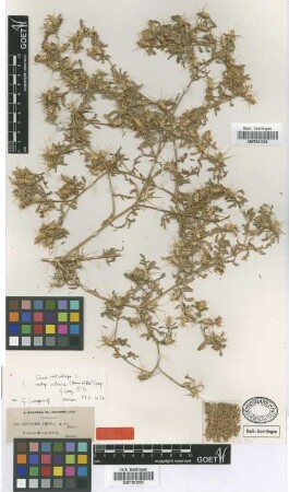 Centaurea cilicica Boiss. & Balansa [type]