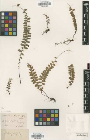 Adiantum capillus-gorgonis Webb