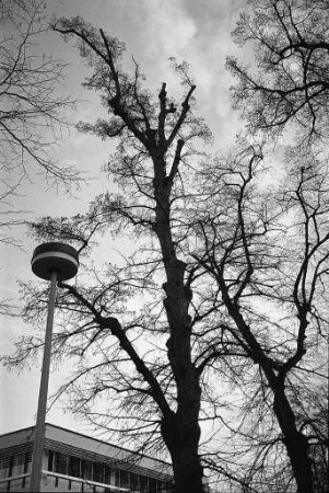 Fällung von 61 kranken Linden an der verlängerten Waldhornstraße