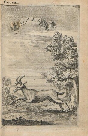 Fig: VIII. Cerf du cap