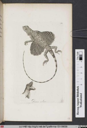 Draco Volans / Die fliegende Eidechse.