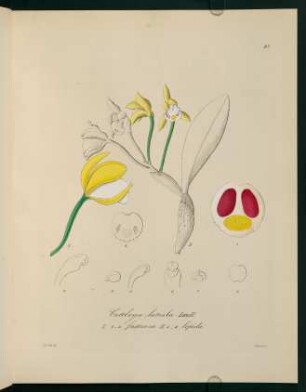 83r-83v, Cattleya luteola Lindl. ...