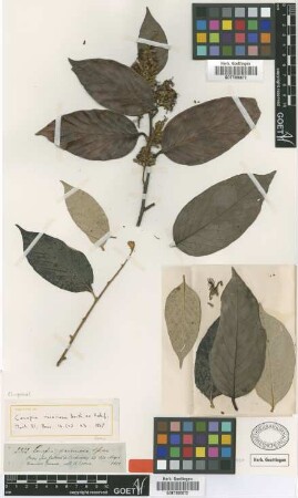 Couepia racemosa Benth. ex Hook. f. [paratype]