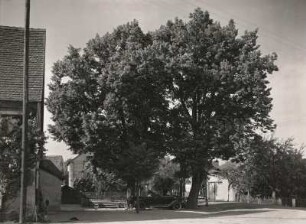 Lindengruppe in Dorfmitte