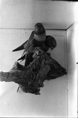 Vogelschau des Kanarienzuchtvereins Karlsruhe 1900 in der Gaststätte "Bavaria".