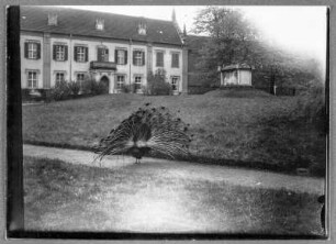 Pfauen im Schloßhof zu Wörlitz