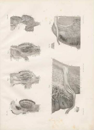 Mikroskopische Studie der Nervenwurzeln im Pons