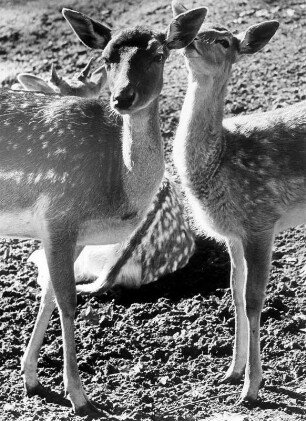 Hamburg. Elbufer Park. Damwild im Gehege