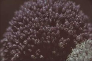 Doldiger Blütenstand einer Lauch-Art (Allium). Teilansicht