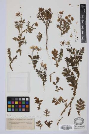 Preauxia canariensis Sch.Bip.