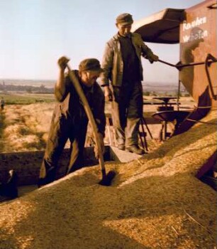 Landwirte beim Entleeren eines Mähdreschers