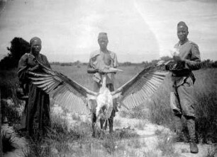 Marabu, ostafrikanische Steppe