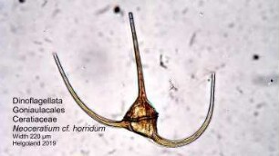 Neoceratium cf. horridum 2 Helgoland 2019
