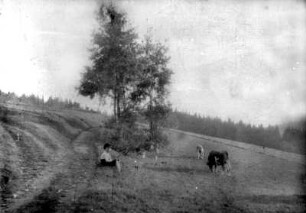Kühe hüten - alte Schmalzgrubner Straße