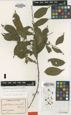 Hugonia acuminata Engl. [isotype]