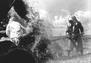 Romadorf, Erbsendrusch in einer landwirtschaftlichen Kooperative : Baltschik (Bulgarien). Romadorf, Erbsendrusch in einer landwirtschaftlichen Kooperative