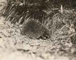 Braunbrustigel (Erinaceus europaeus) beim Aufrollen