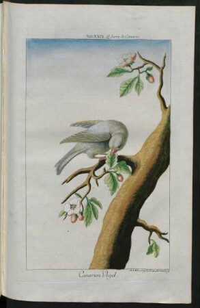 Canarien Vogel
