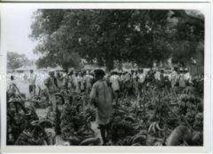 Händler mit Bananenstauden, Mombasa, Kenia