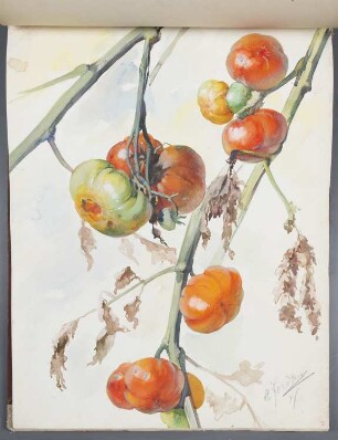 Gemüse: Tomaten