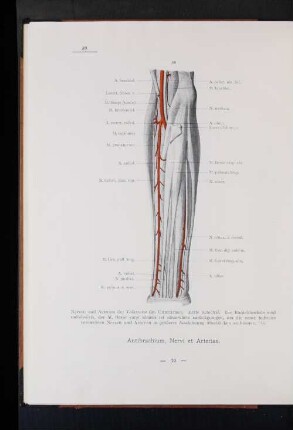 Nervi et Arteriae.