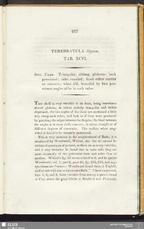 Terebratula digona. Tab. XCVI