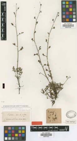 Scrophularia laxa Boiss. & Heldr. [syntype]