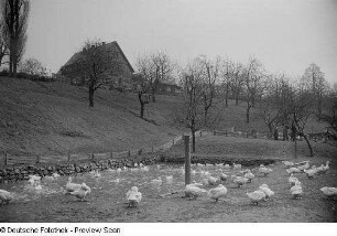 Enten in einem Gehege mit Teich