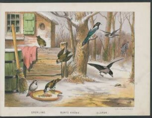 Tafel: Sperling, Bunte Krähe, Elster.