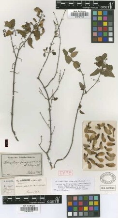 Heteropterys paraguariensis Nied.